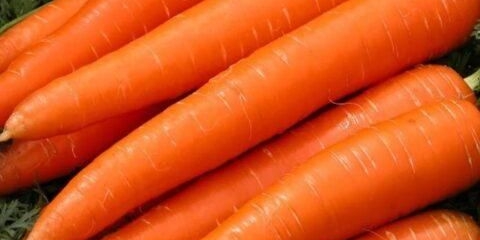 Romska sorta mrkve: opis, fotografije i recenzije