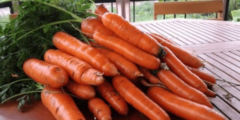 Raznolikost šargarepe samson: karakteristike i opis, fotografije, recenzije