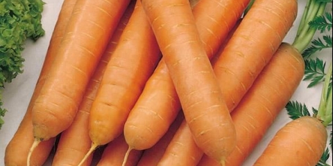 Raznolikost mrkve tushon: opis, fotografija i recenzije