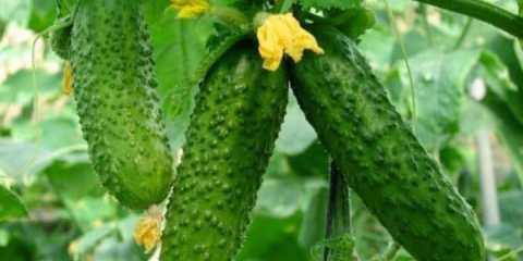 Umjetnik sorte krastavaca f1 - opis i recenzije, karakteristike