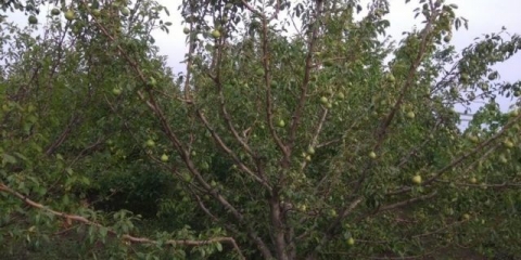 Zlatna godišnjica sorte breskve: fotografija i opis