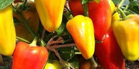 Sorta slatke paprike vesta f1: fotografija i opis, recenzije