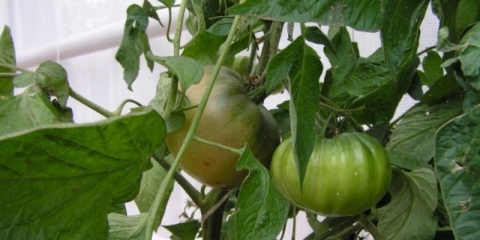 Sorta paradajza crni slon: karakteristike i opis, recenzije sa fotografijama