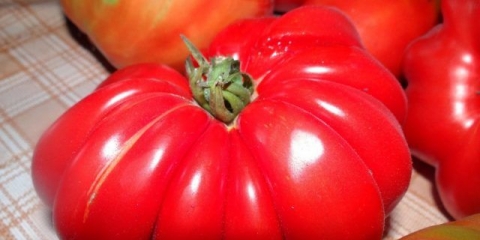 Sorta paradajza harmonika: recenzije + fotografije