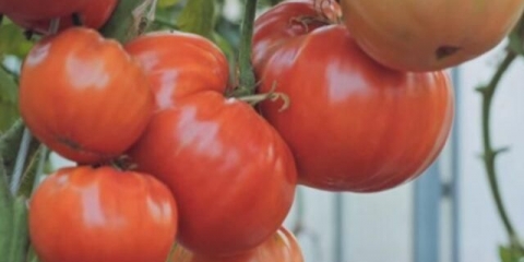 Sorta paradajza koktebel legenda: opis, fotografija, recenzije