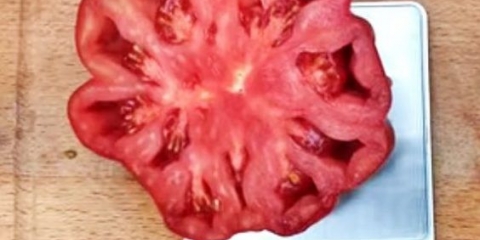 Sorta paradajza nina