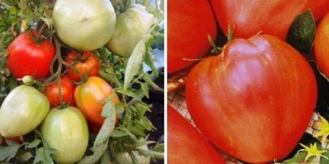 Sorta paradajza šećerni div