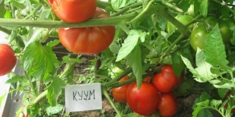 Kuum sorta paradajza