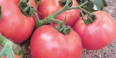 Sorta paradajza za prvi razred