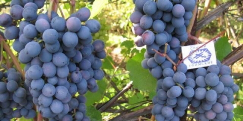 Sorta grožđa don ahat: fotografija i opis, recenzije