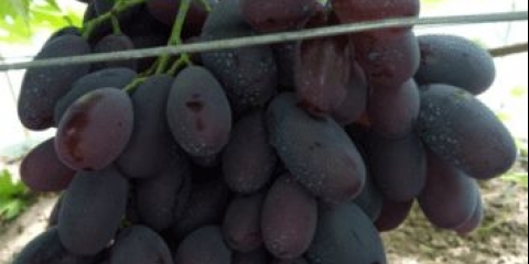 Sorta grožđa alvika: fotografija i opis, recenzije, video