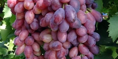 Sorta grožđa asya: opis, fotografija, recenzije