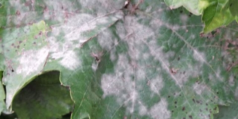 Sorta grožđa avatar: fotografija i opis, recenzije