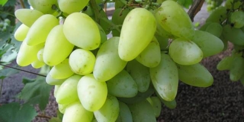 Sorta grožđa bazhen