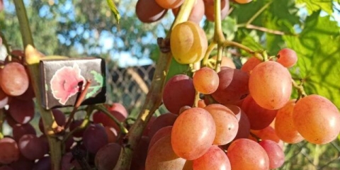 Kameleon sorte grožđa: opis, fotografija, recenzije, video