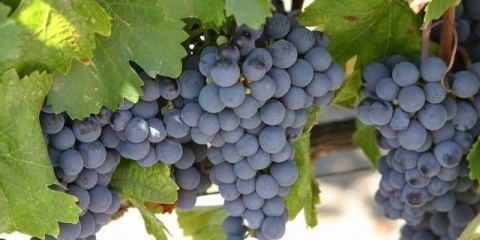 Sorta grožđa isabella: sadnja i njega