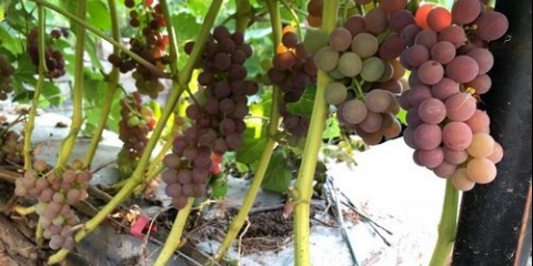 Sorta grožđa ainsett seedlis: fotografija i opis, recenzije