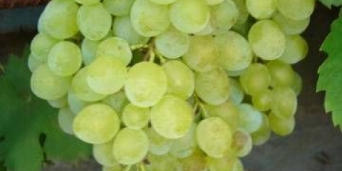 Sorta grožđa kišmiš gf-342