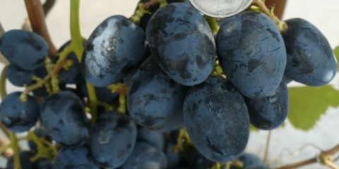 Sorta grožđa lastavica: fotografija i opis, recenzije, video