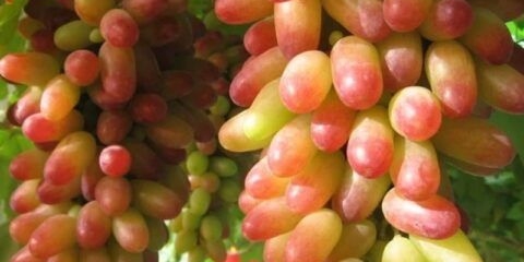 Prst za manikuru sorte grožđa: opis, fotografija, video, recenzije