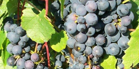 Marinovsky sorta grožđa - specifičnosti uzgoja bez pokrića