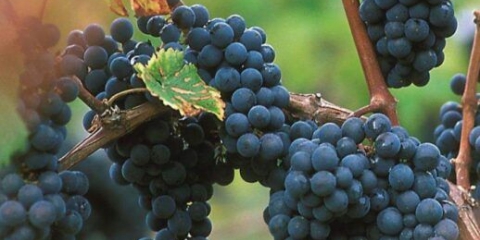 Sorta grožđa merlot (merlot): opis, fotografija, okus