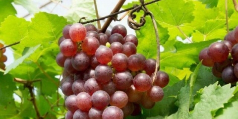 Sorta grožđa minsk roza: opis, fotografija, recenzije