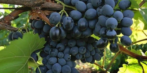 Moldavija sorta grožđa - izvrstan ukus za svaki sto