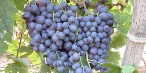 Muscat hamburg sorta grožđa i vino - opis