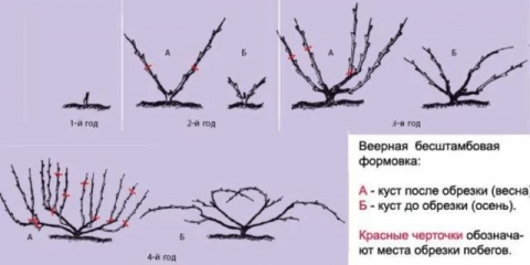 Sorta grožđa muscat hamburg: opis, fotografija, recenzije, karakteristike