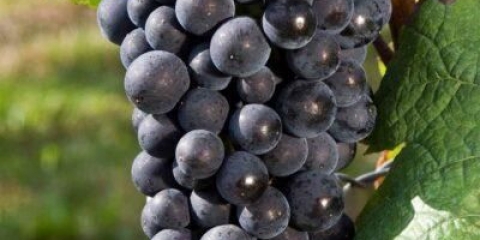 Sorta grožđa pino crni (pinot noir): karakteristike i opis, fotografije, recenzije