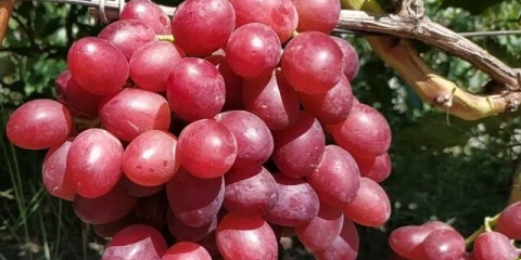 Dar sorte grožđa irini: fotografija i opis, recenzije