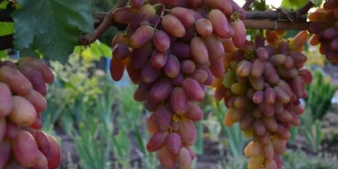 Transformacija sorte grožđa - opis i rokovi zrenja