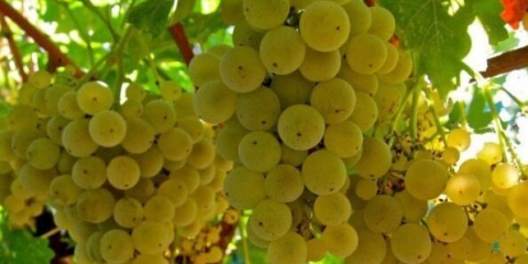 Sorta grožđa rizling (rizling): opis i karakteristike, fotografija