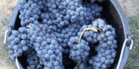 Sorta grožđa ruby holodrigi: opis, fotografije, recenzije