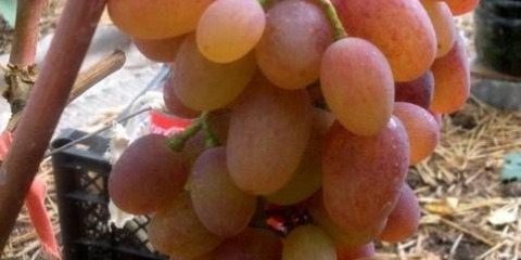 Sorta grožđa ruta: fotografija i opis