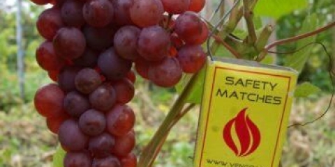 Somerset seedles sorta grožđa: fotografija i opis, recenzije