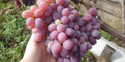 Sorta grožđa taifi: roza, bijela