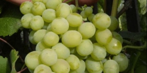 Talisman sorte grožđa: fotografija i opis, recenzije, video