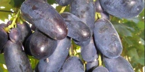Sorta grožđa je velika