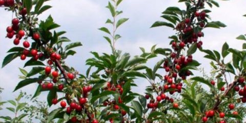 Sorta smole trešnje: fotografija i opis, karakteristike, sadnja i njega