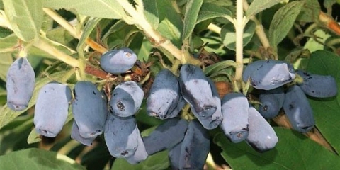 Sorta orlovi nokti pepeljuga: sadnja i njega, fotografije, oprašivači, recenzije