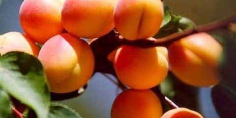 Sorte kajsija za uzgoj u srednjoj traci