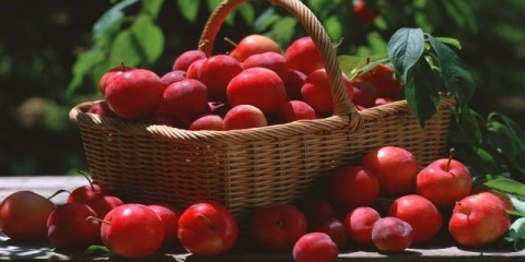 Sorte trešnje: rano sazrevanje, srednje začinjavanje, kasno, samooplodno