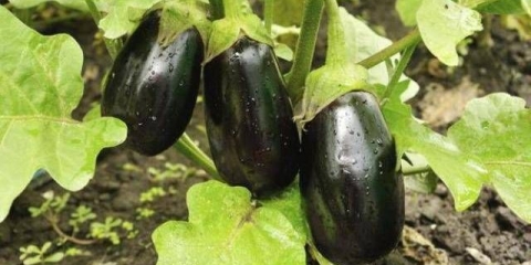 Sorte patlidžana bez gorčine i sjemenki