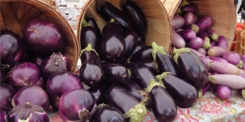 Sorte patlidžana za ural u stakleniku