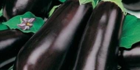 Sorte patlidžana - karakteristike, karakteristike