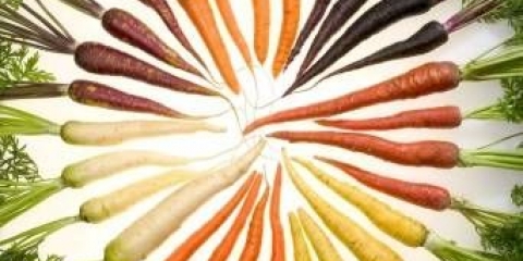 Sorte bijele šargarepe