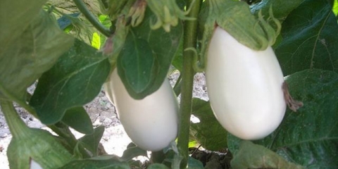 Sorte bijelog patlidžana