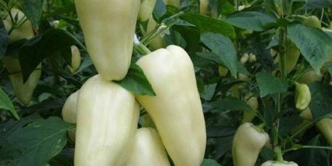 Sorte bijelih paprika